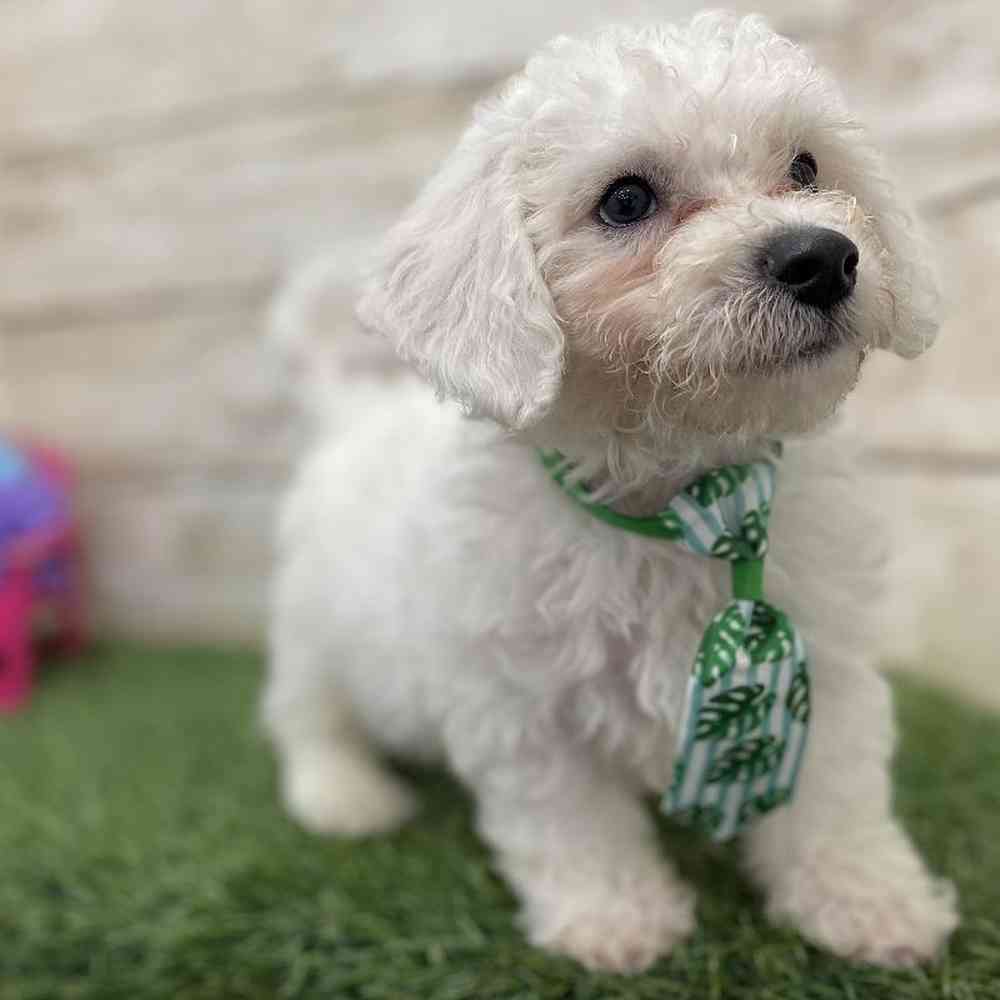 Male Bichon Frise Puppy for Sale in Braintree, MA