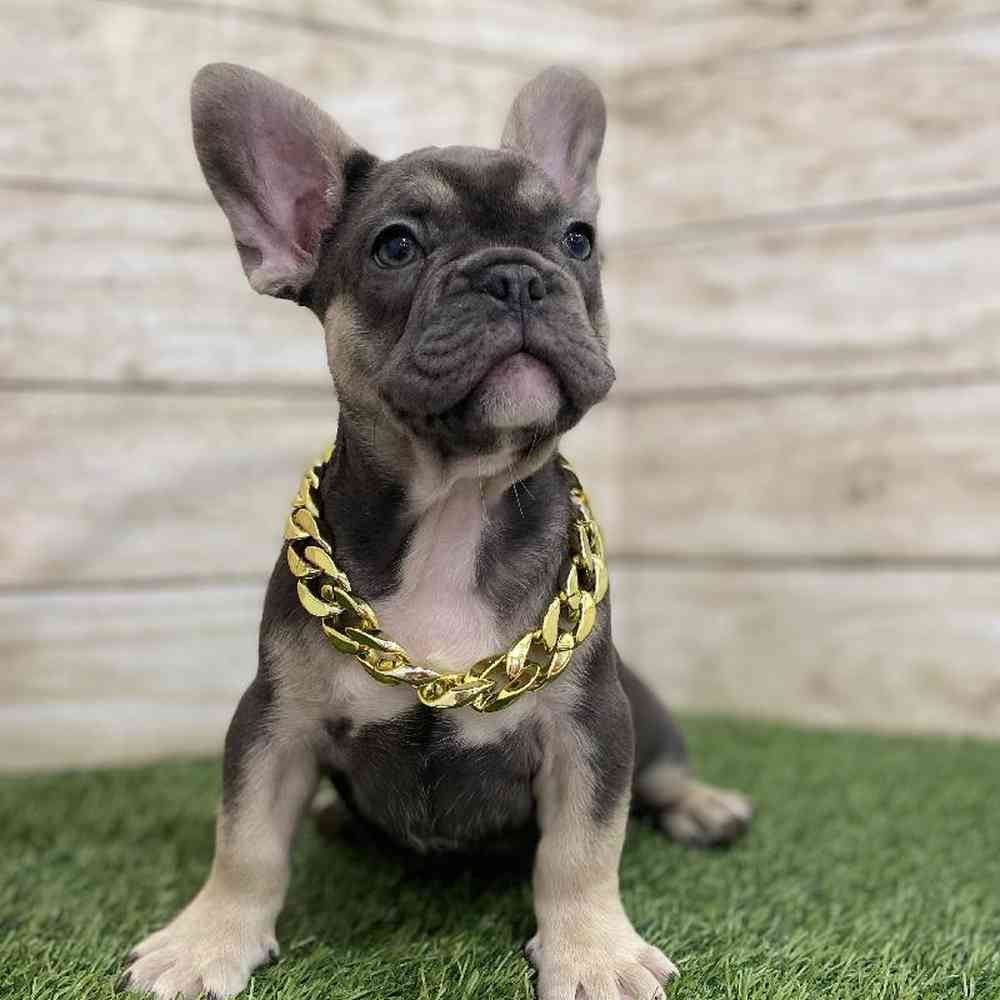 Male French Bulldog Puppy for Sale in Braintree, MA