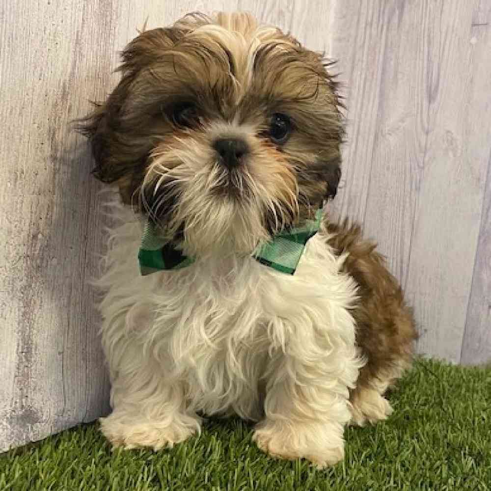 Male Shih Tzu Puppy for Sale in Saugus, MA