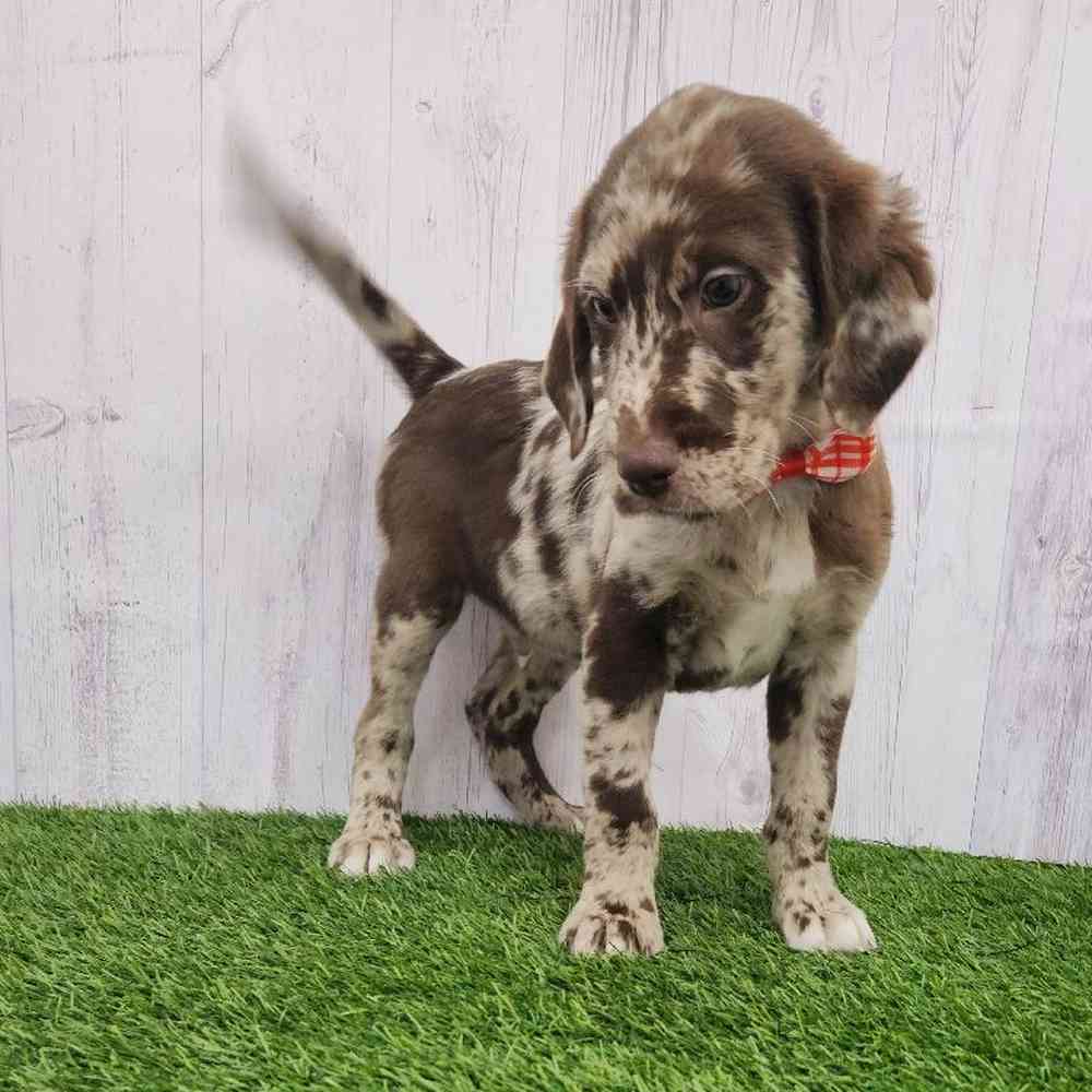 Male Labradoodle Puppy for Sale in Braintree, MA