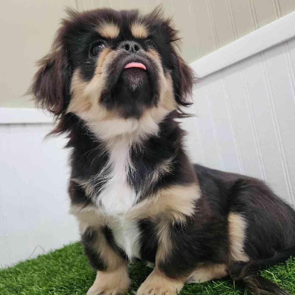 Male Pekingese Puppy for Sale in Braintree, MA