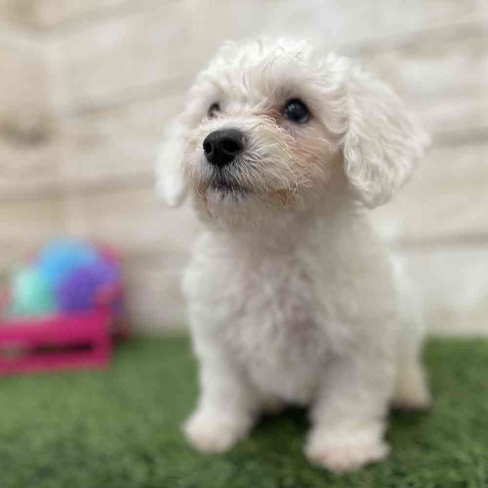 Male Bichon Frise Puppy for Sale in Braintree, MA