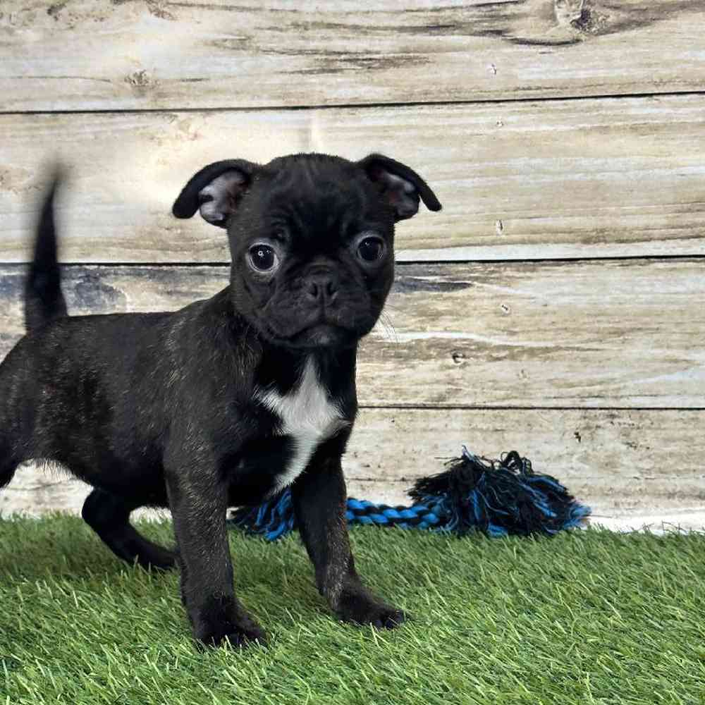 Female Bugg Puppy for Sale in Saugus, MA