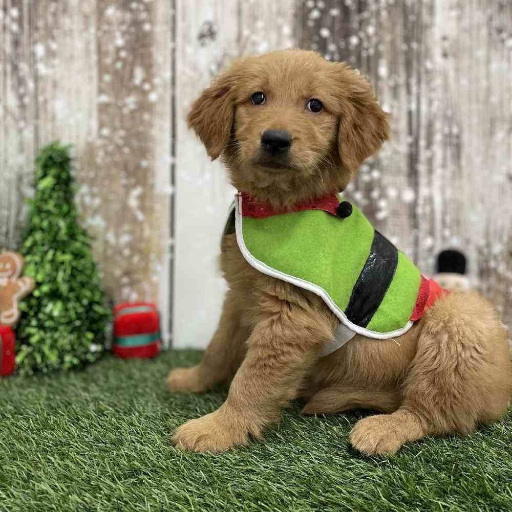 Male Golden Retriever Puppy for Sale in Braintree, MA