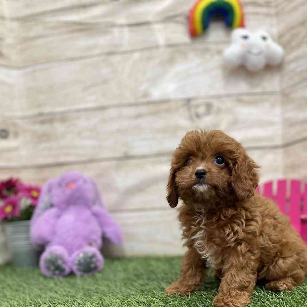 Male Cavapoo Puppy for Sale in Braintree, MA