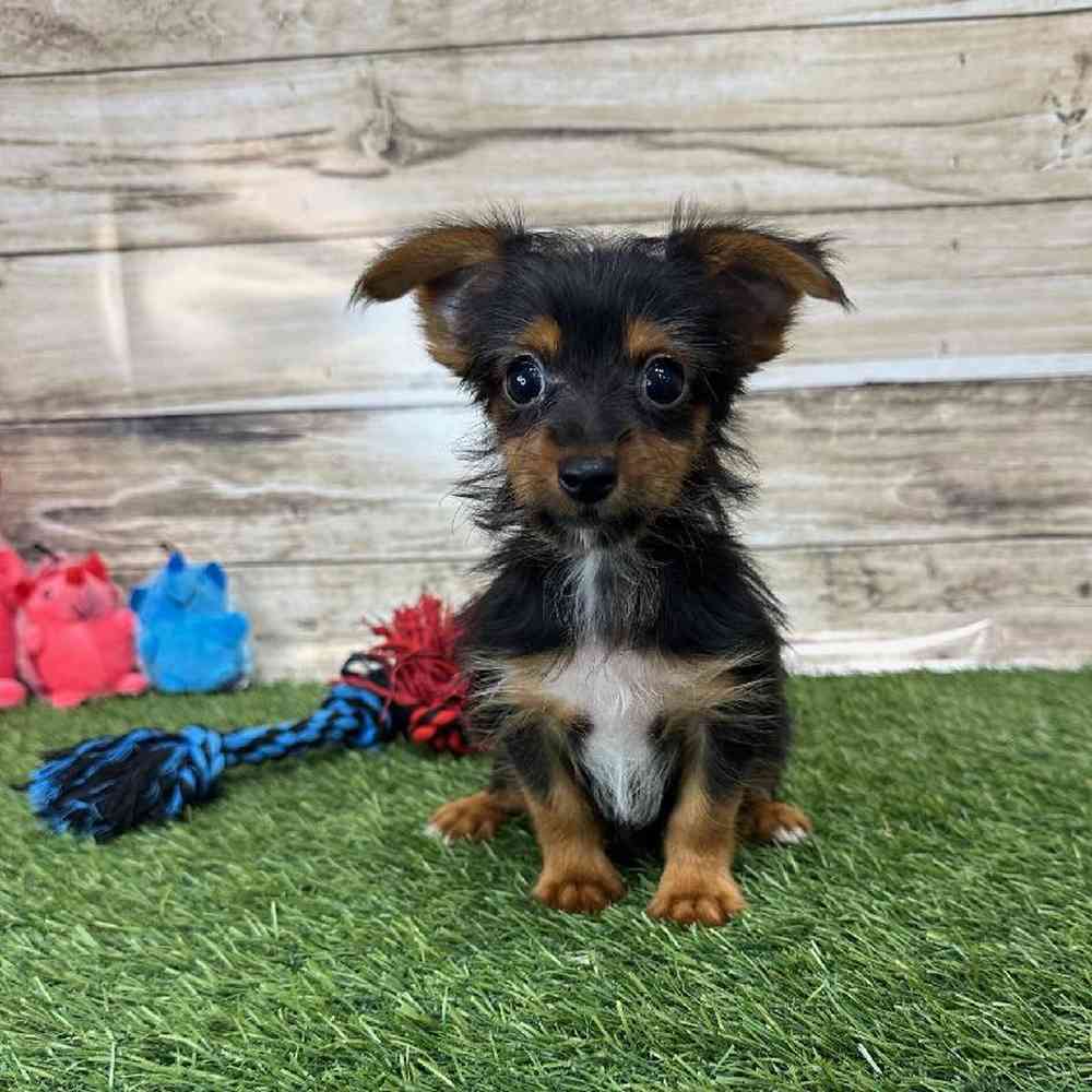 Male Chorkie Puppy for Sale in Saugus, MA