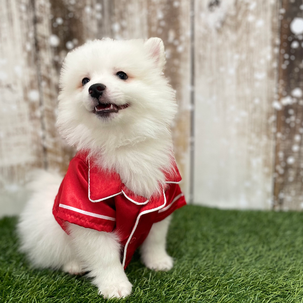 Male American Eskimo Puppy for Sale in Braintree, MA