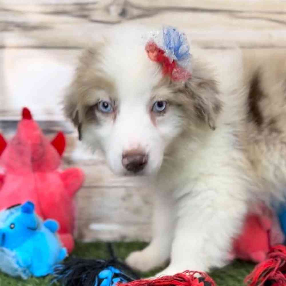 Female Miniature Australian Shepherd Puppy for Sale in Saugus, MA