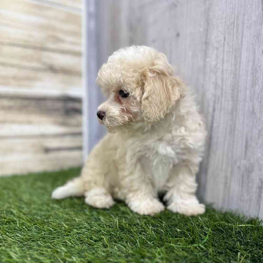 Male Havapoo Puppy for Sale in Saugus, MA