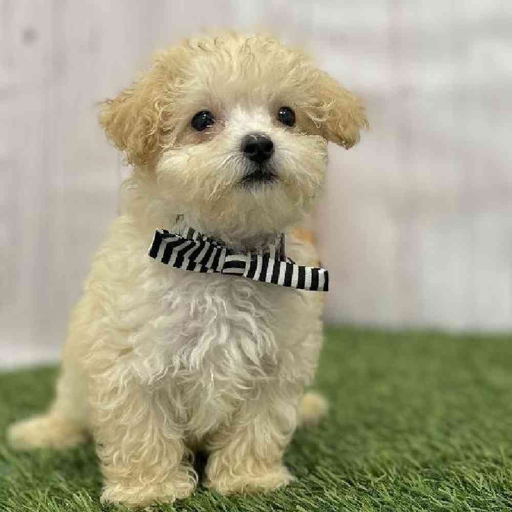 Male Poodle Toy Puppy for Sale in Braintree, MA