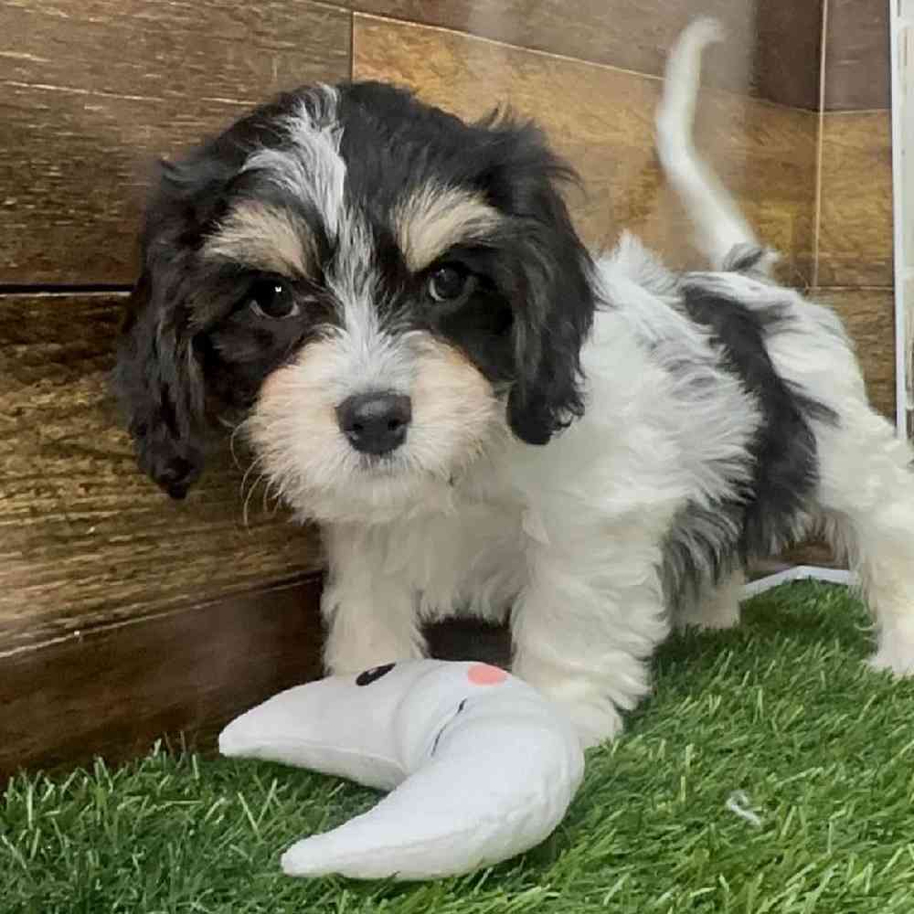 Male Cavachon Puppy for Sale in Saugus, MA