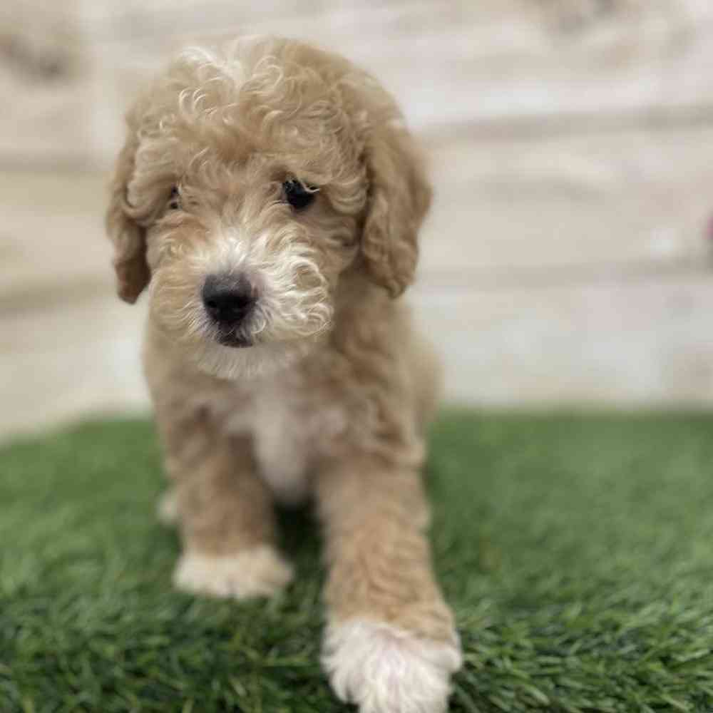 Male Poodle (MINI) Puppy for Sale in Braintree, MA