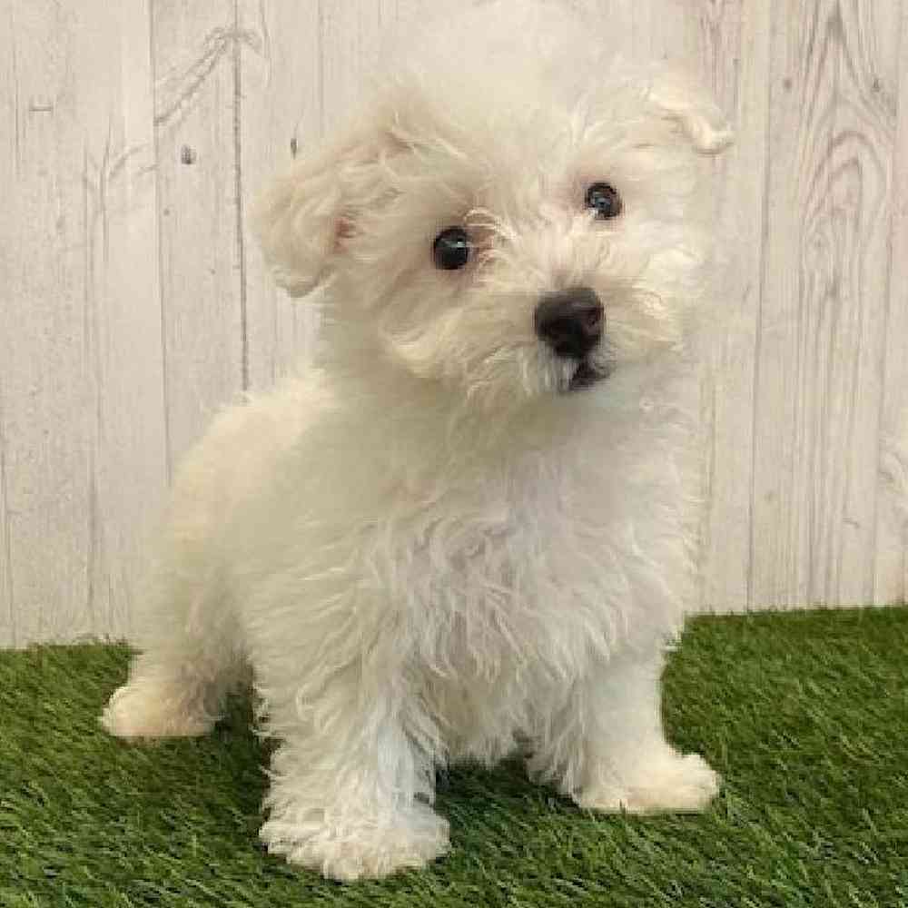 Male Bichon Frise Puppy for sale