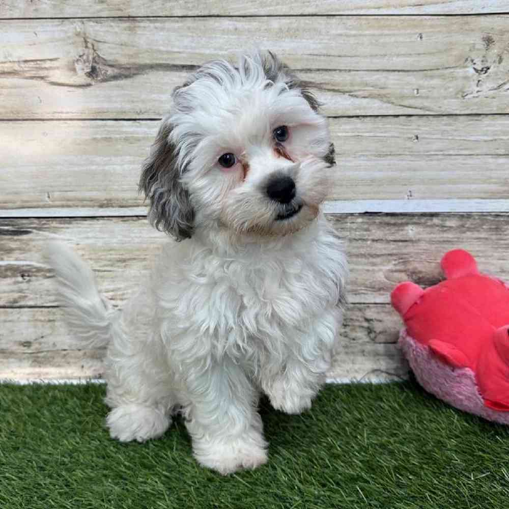 Female Shih-Poo Puppy for Sale in Saugus, MA