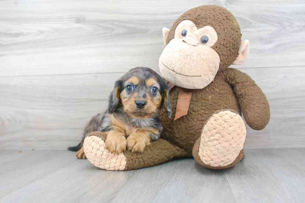 cavapoo-epic-4050772727075951.jpg