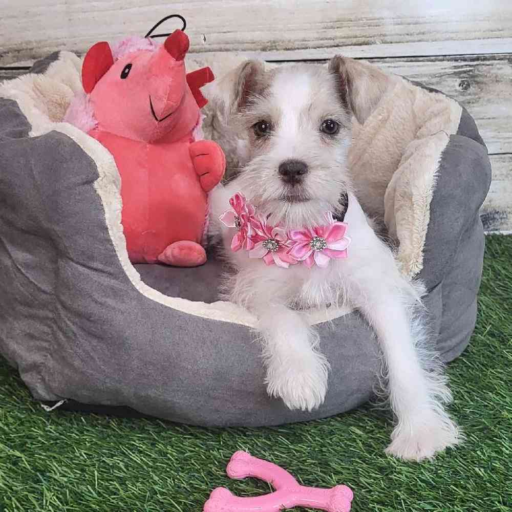 Female Miniature Schnauzer Puppy for Sale in Saugus, MA