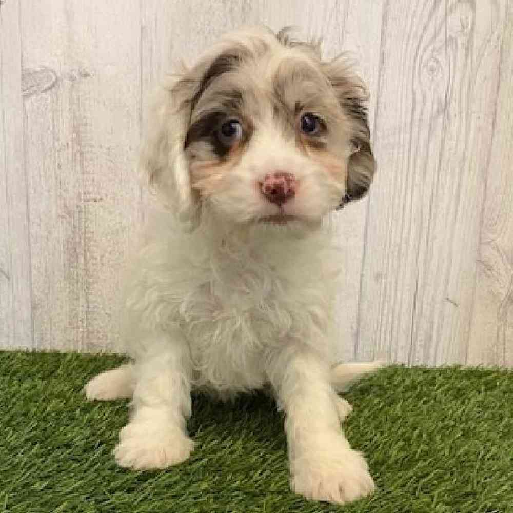 Female Cockapoo Puppy for sale
