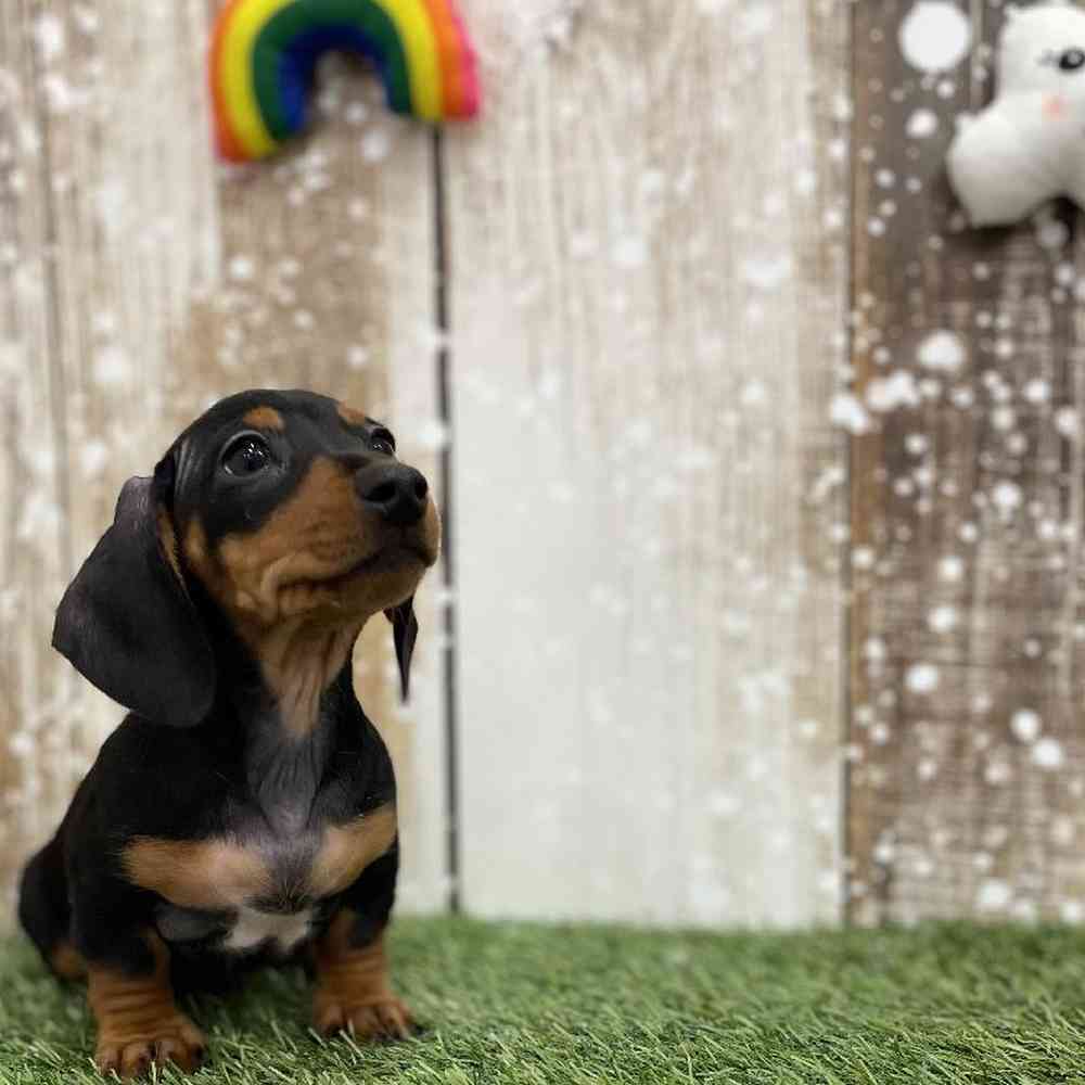 Dachshund For Sale Pet Express Braintree