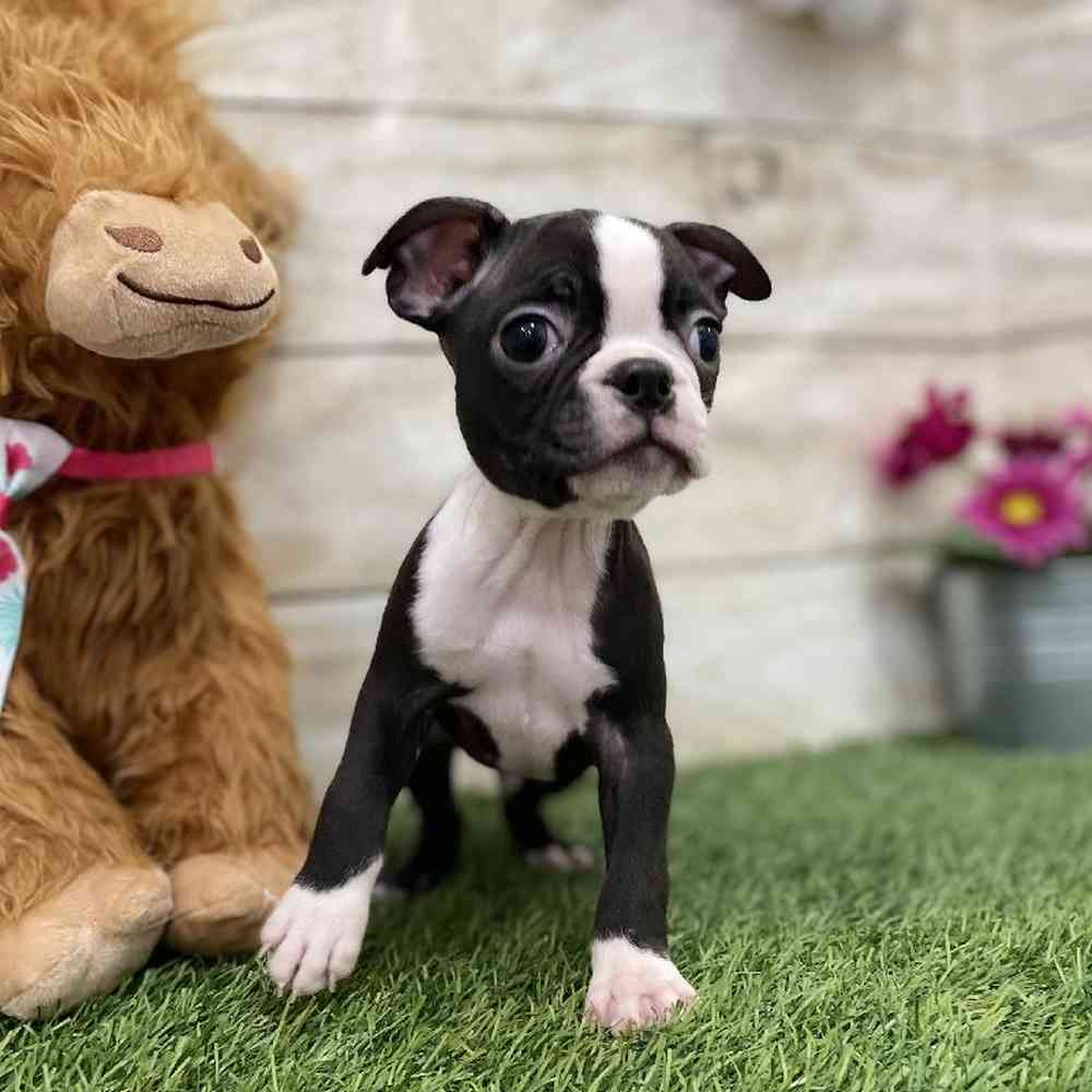 Male Boston Terrier Puppy for Sale in Braintree, MA