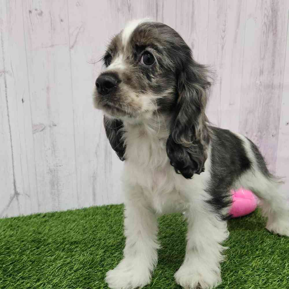 Female Cocker Spaniel Puppy for Sale in Braintree, MA