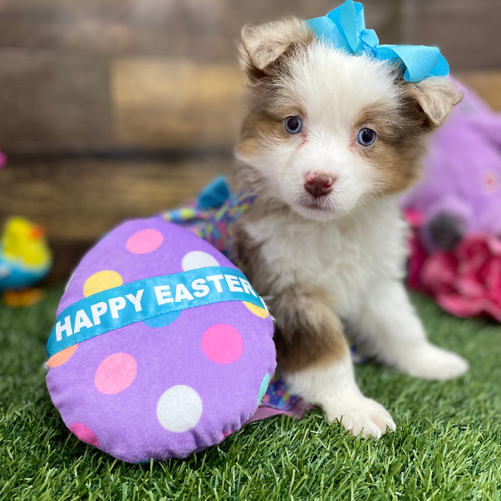 Female Miniature Australian Shepherd Puppy for Sale in Braintree, MA