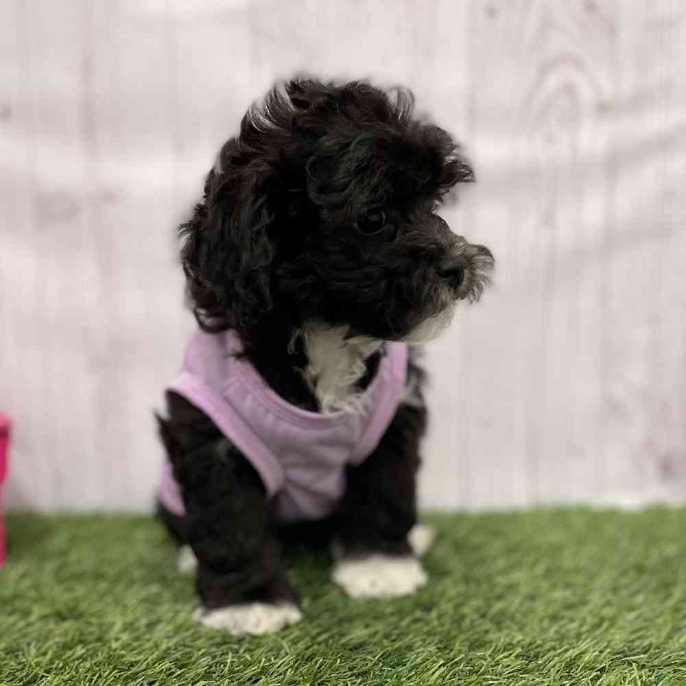 Female Lhasa-Poo Puppy for Sale in Braintree, MA