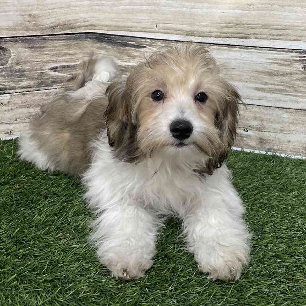 Female Hava-Chon Puppy for Sale in Saugus, MA