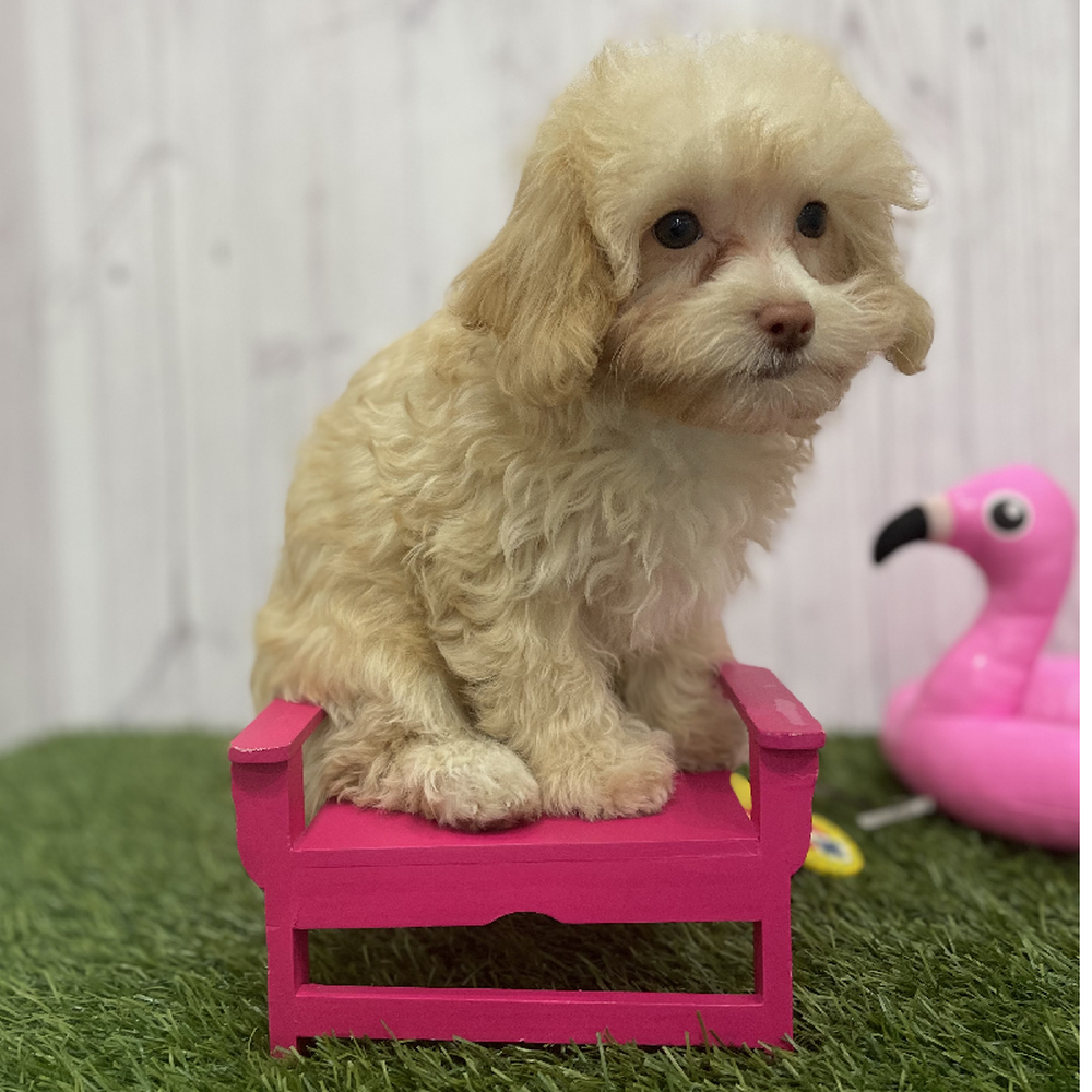 Female Havapoo Puppy for Sale in Braintree, MA