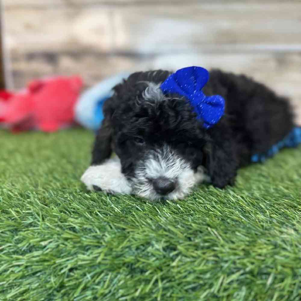 Female Mini Sheepadoodle 2nd Gen Puppy for Sale in Saugus, MA