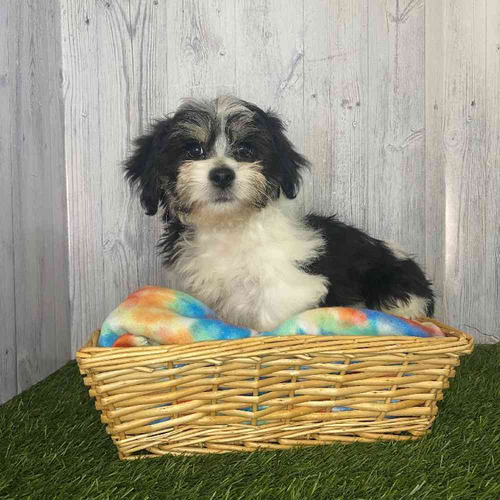 Male La-Chon Puppy for Sale in Saugus, MA