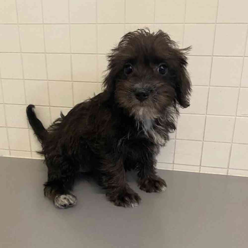 Female Schnoodle Puppy for sale