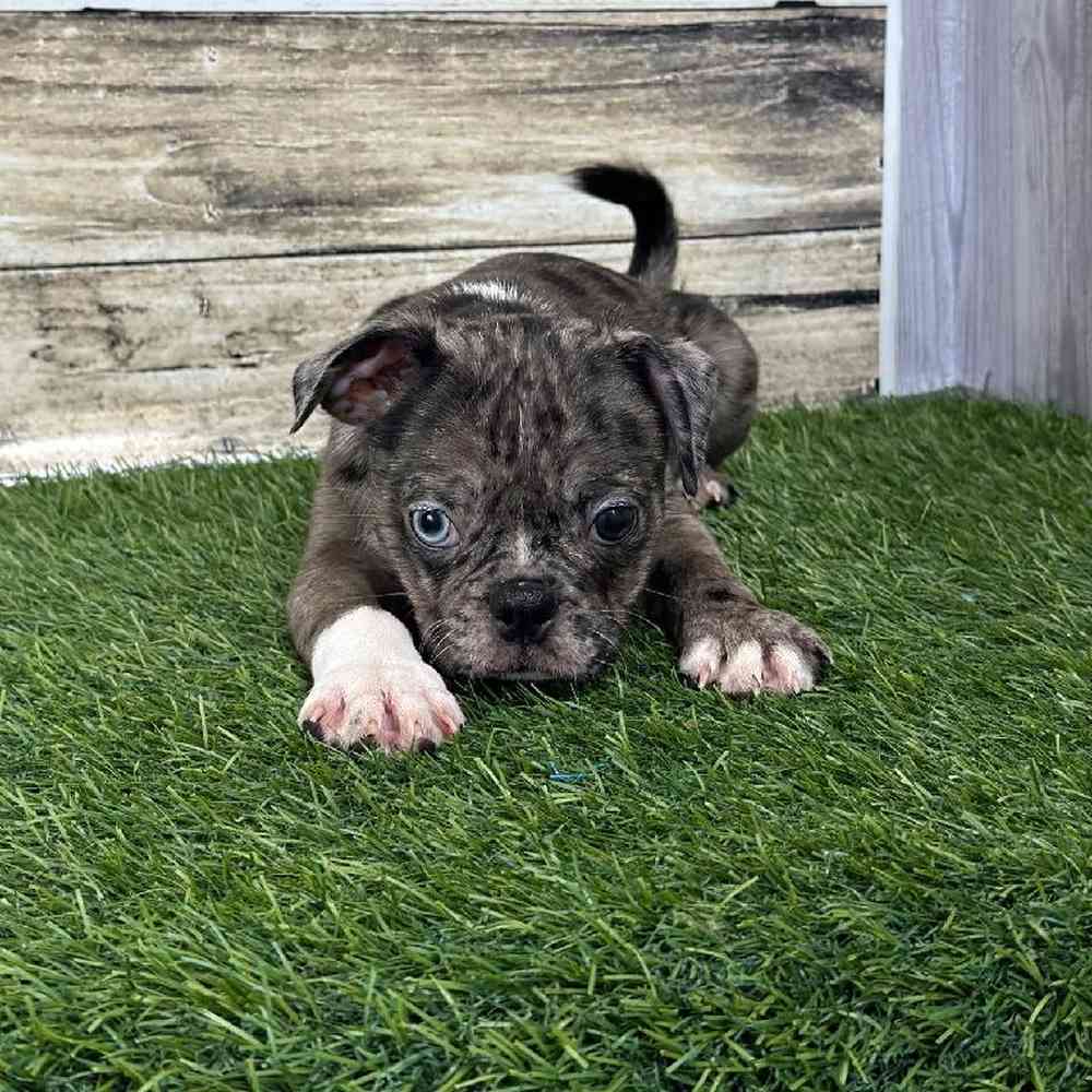 Male Bugg Puppy for Sale in Saugus, MA