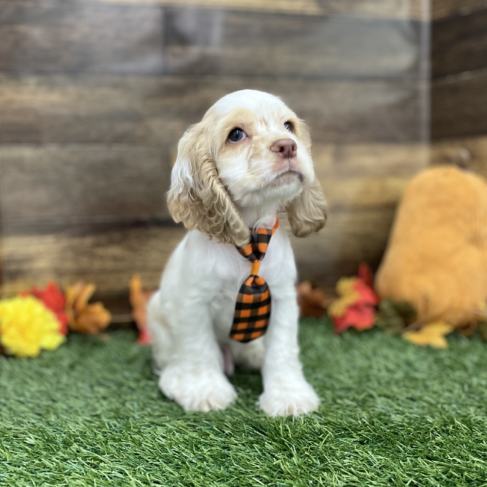 Male Cocker Spaniel Puppy for Sale in Braintree, MA