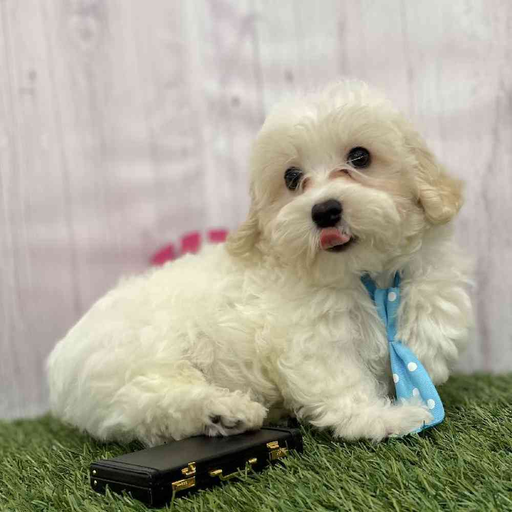 Male Malti-Poo Puppy for Sale in Braintree, MA