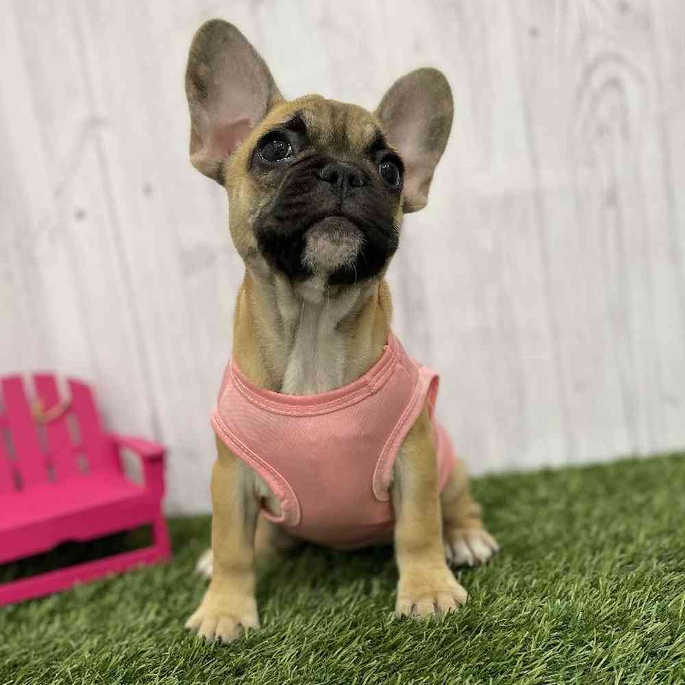 Female French Bulldog Puppy for Sale in Braintree, MA