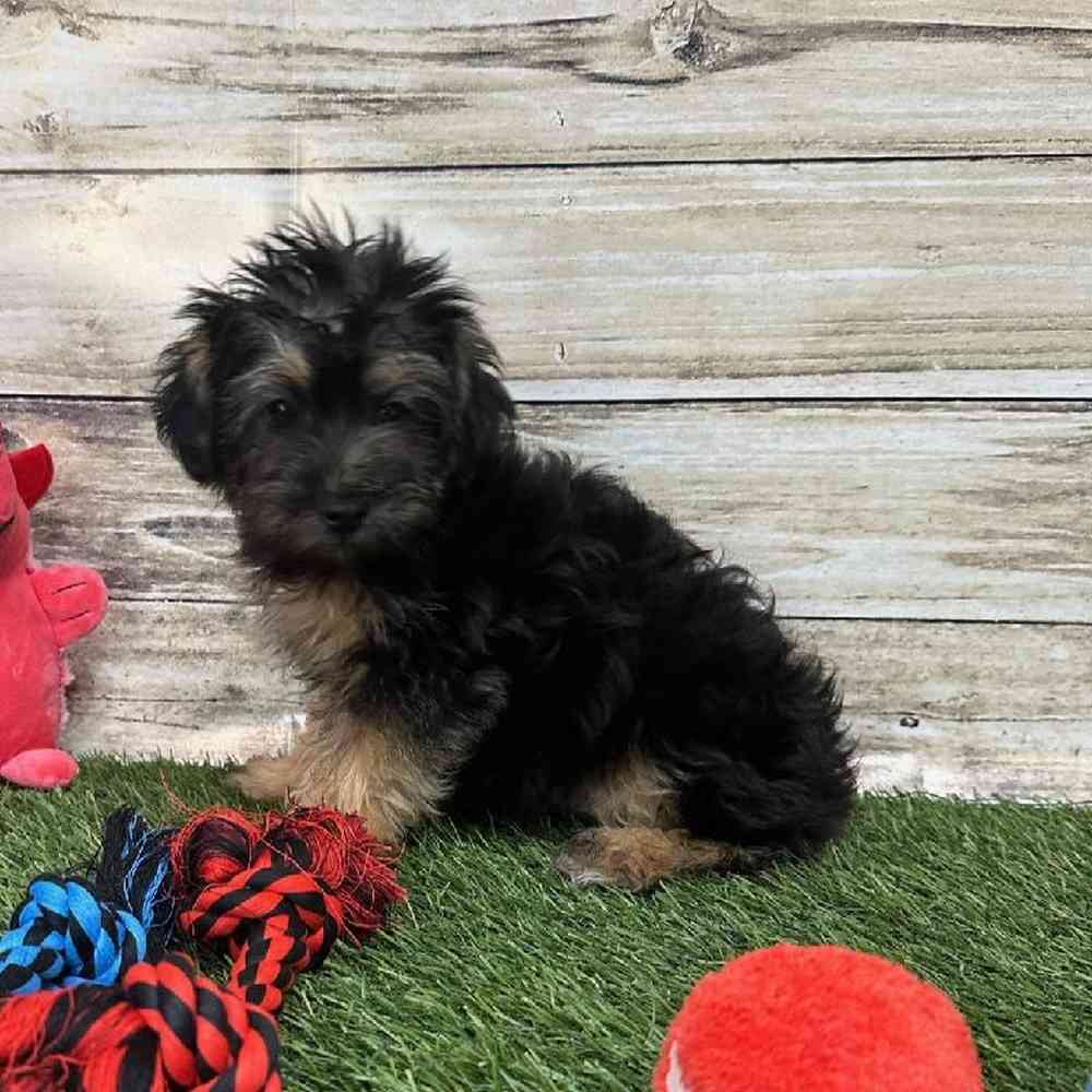 Male Bichon-Poodle 2nd Gen Puppy for Sale in Braintree, MA