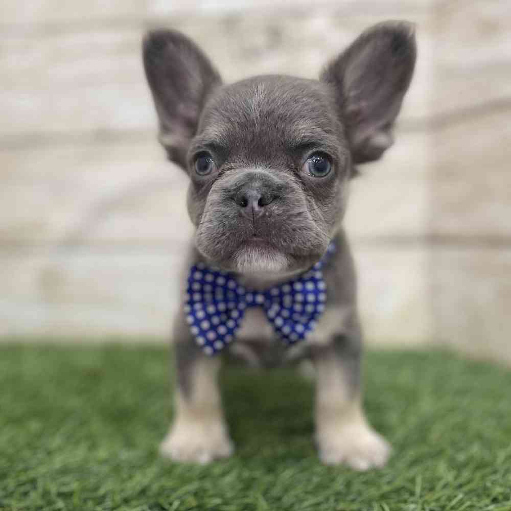 Male French Bulldog Puppy for Sale in Braintree, MA