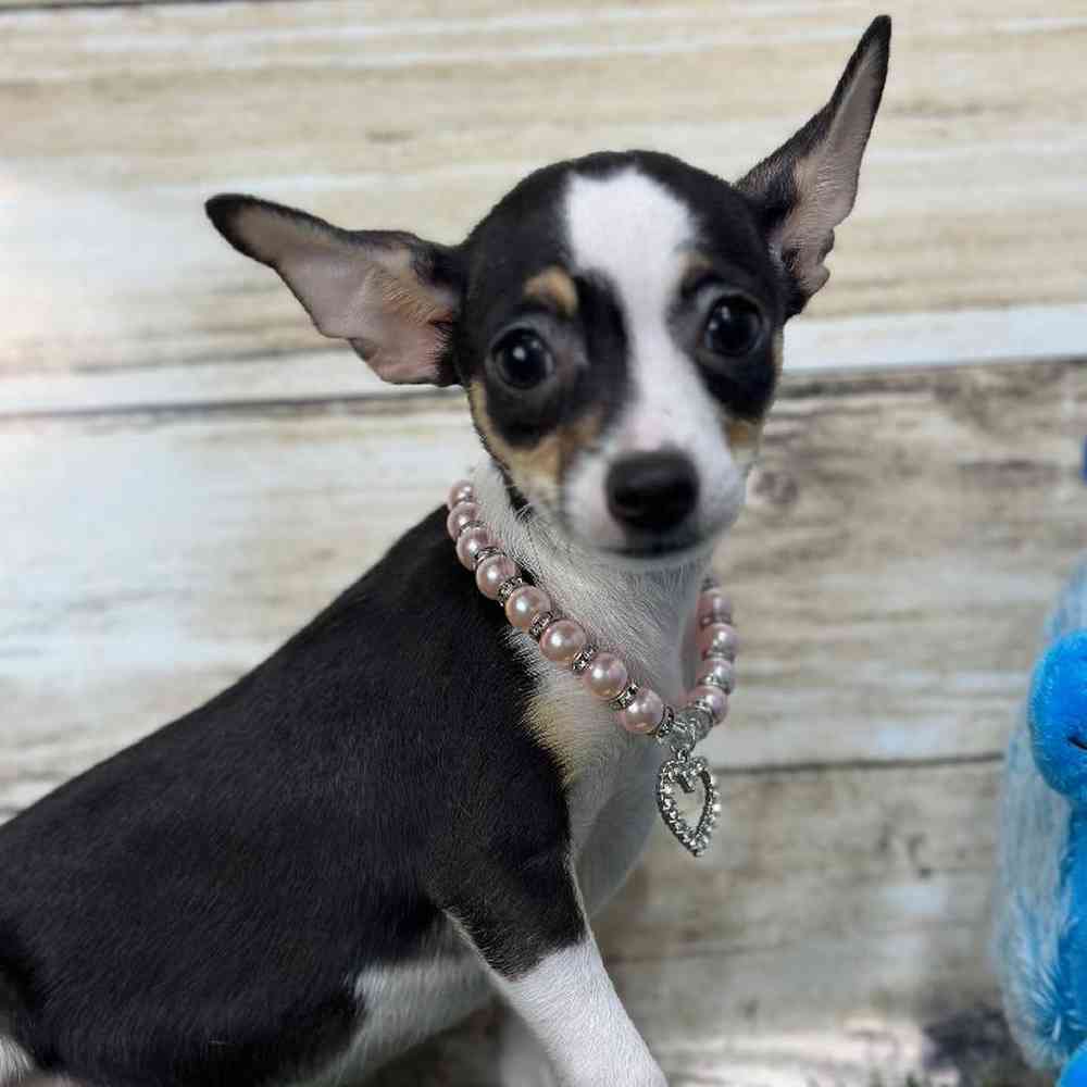 Female Chihuahua Puppy for Sale in Saugus, MA