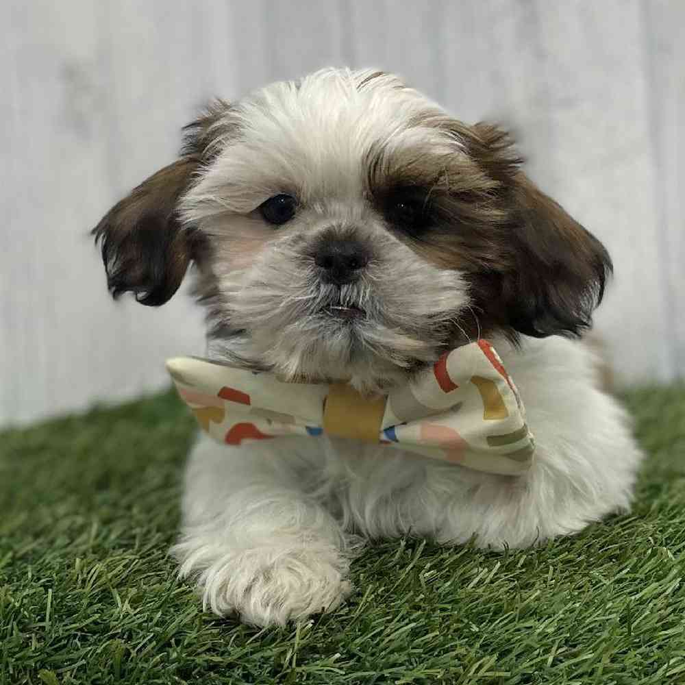 Male Shih Tzu Puppy for sale