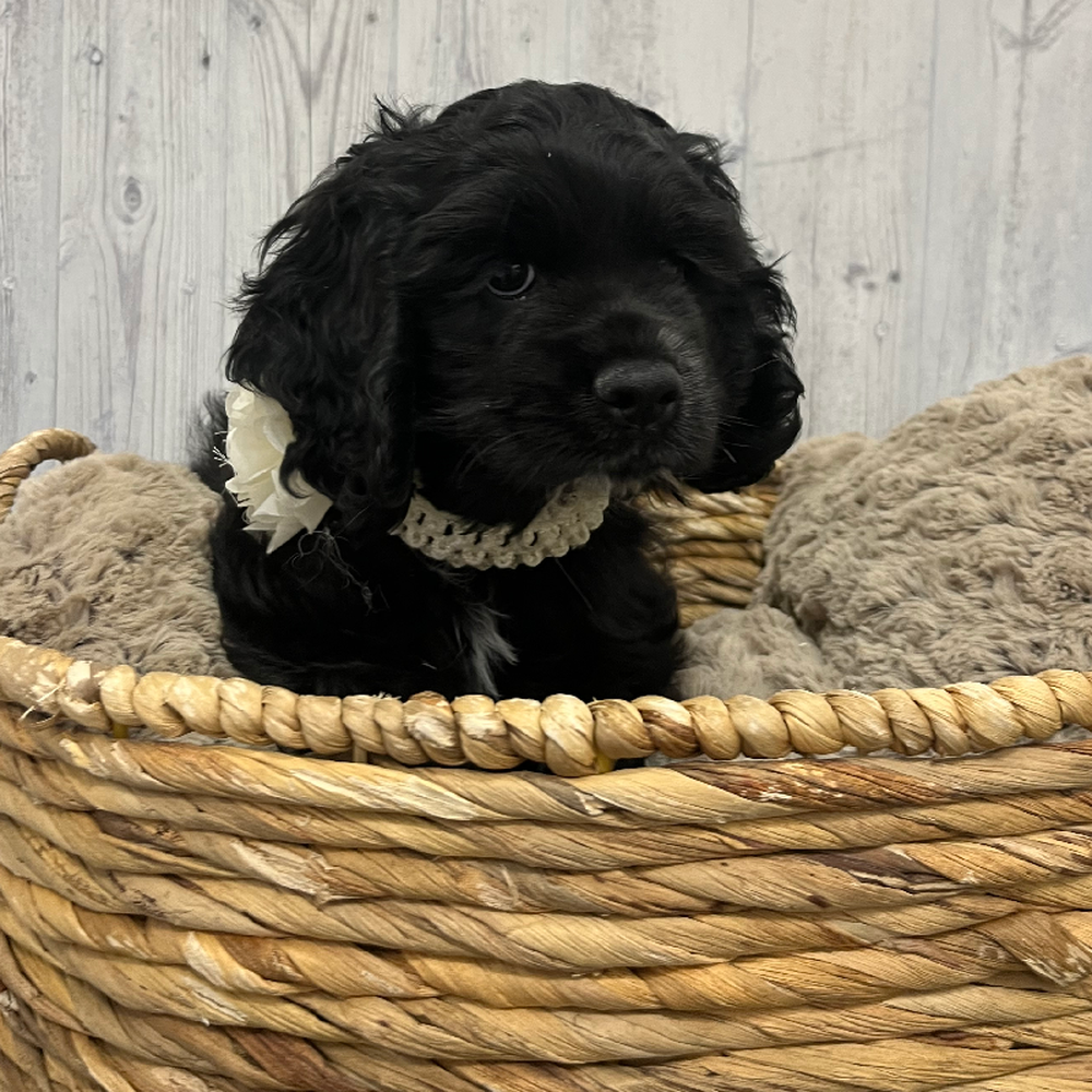 Female Cocker Spaniel Puppy for Sale in Braintree, MA