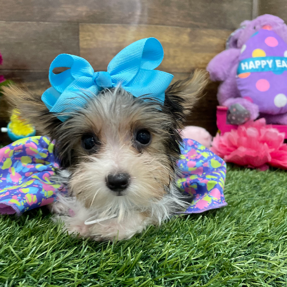 Female Yorkshire Terrier Puppy for Sale in Braintree, MA