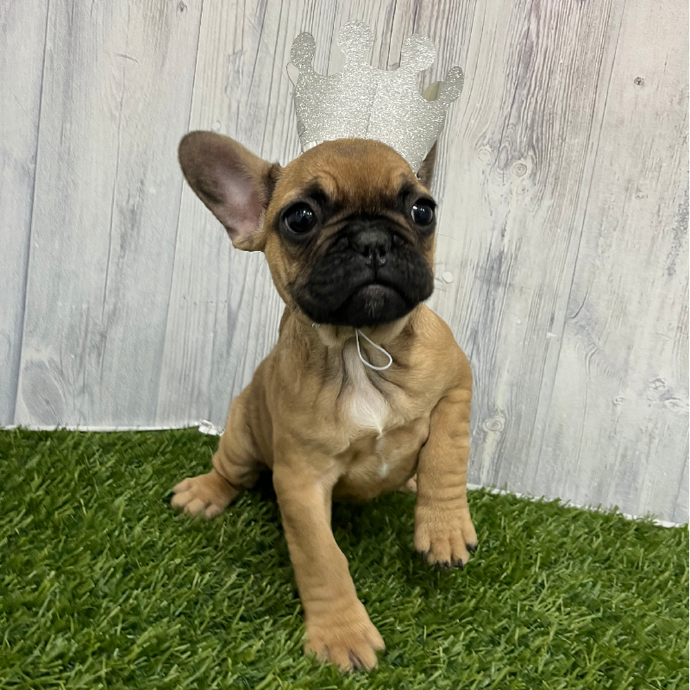 Female French Bulldog Puppy for Sale in Braintree, MA