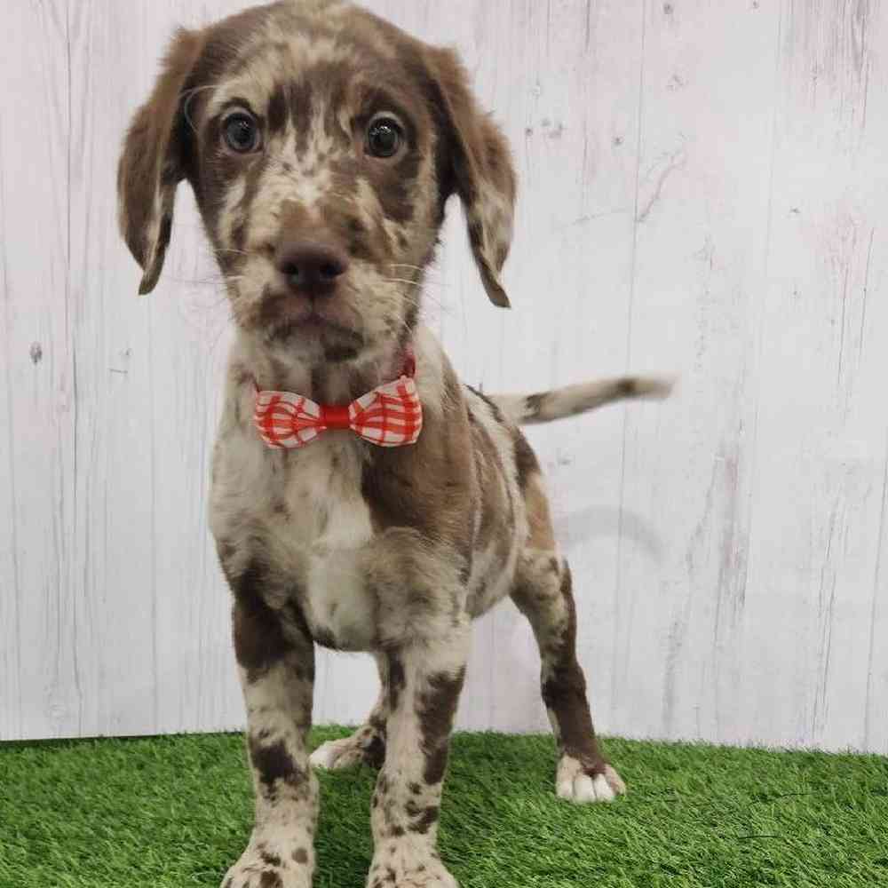 Male Labradoodle Puppy for Sale in Braintree, MA