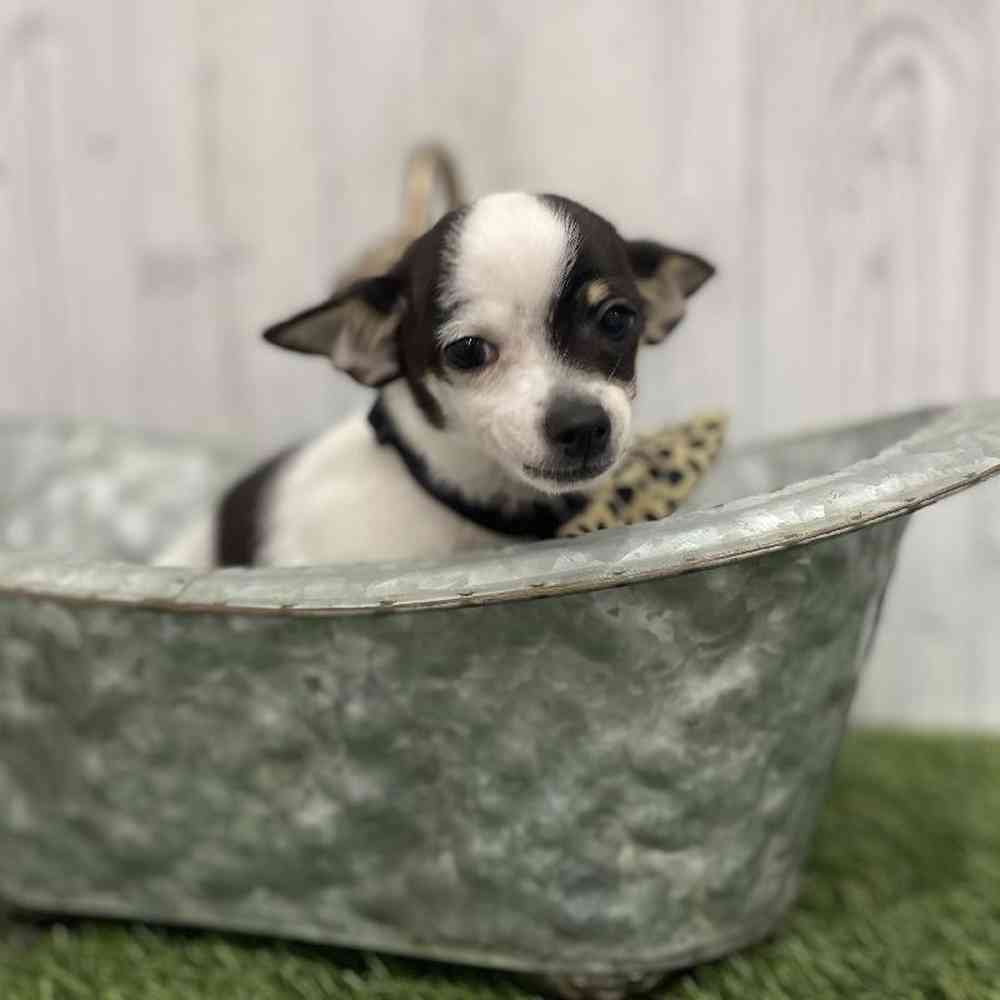 Male Chihuahua Puppy for Sale in Braintree, MA