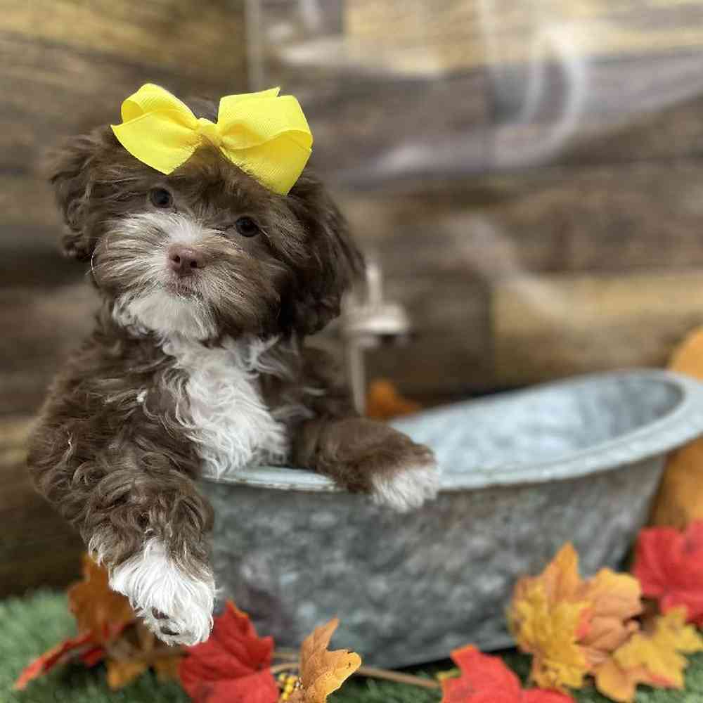 Female Lhasa-Poo Puppy for Sale in Braintree, MA