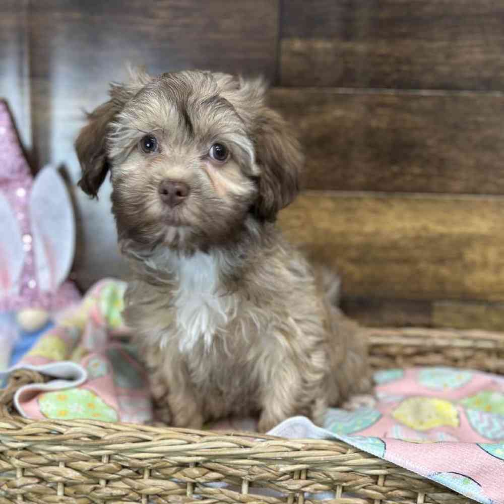 Female Havanese Puppy for Sale in Saugus, MA