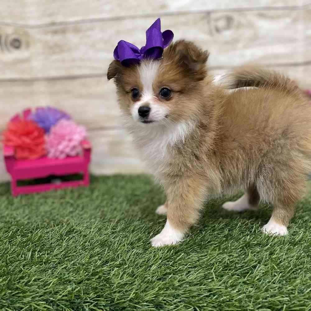 Female Aussie Pom Puppy for Sale in Braintree, MA