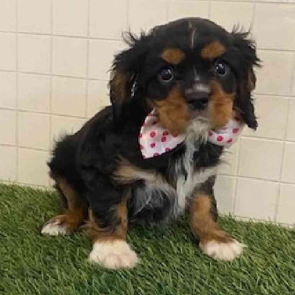 Male Cavalier King Charles Spaniel Puppy for sale