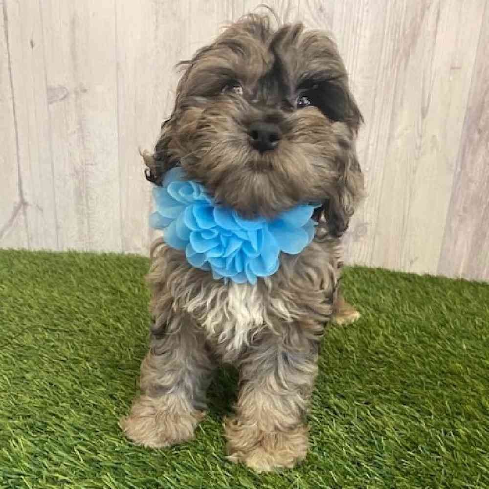Female Cockapoo Puppy for sale