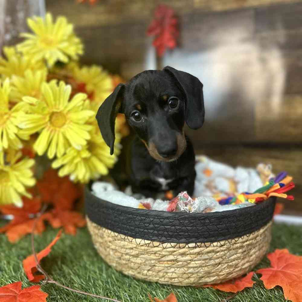 Male Dachshund Puppy for Sale in Saugus, MA